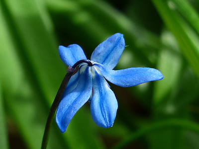 blue campanula flower in bloom close-up photo thumbnail