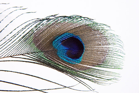 photography of black, blue, and green peacock feather thumbnail