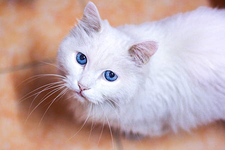 cat, feline, white, pet thumbnail
