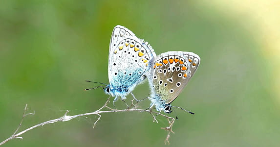 2 Butterfly on Plant Steam thumbnail