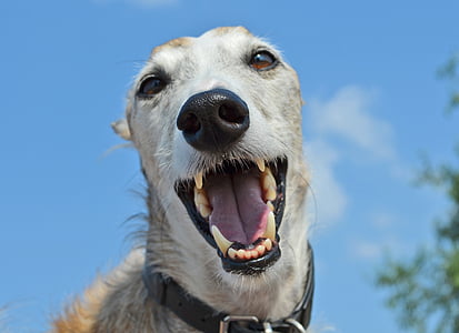 selective focused photo of a dog opening mouth thumbnail
