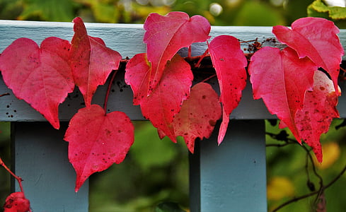 red vines on gray wooden fence thumbnail