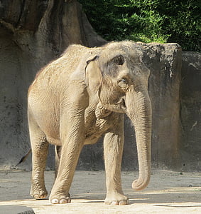 elephant standing near green leaf tree during daytime thumbnail