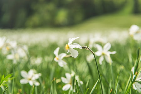 selective focus photography of whte daffodils thumbnail