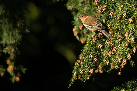 brown bird on green tree during daytime thumbnail