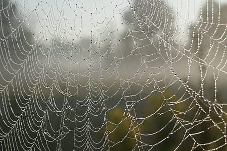 pattern, macro, cobweb, spider's web thumbnail