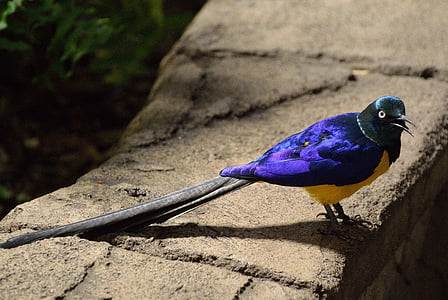 purple and yellow bird with long tail thumbnail