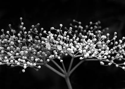 white flowered plant thumbnail