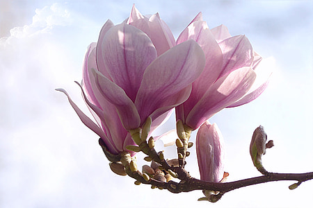 closeup photography of purple petaled flowers in bloom thumbnail