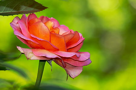 selective focus photo of pink rose flower thumbnail