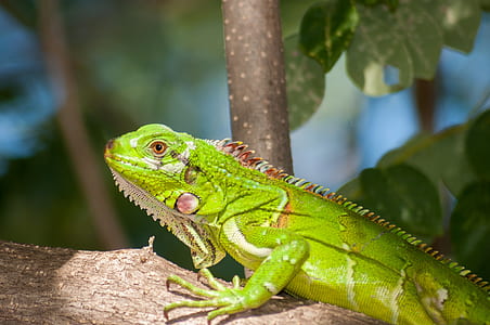 green bearded dragon on focus photo thumbnail