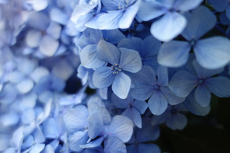 closeup photo of blue petaled flowers thumbnail