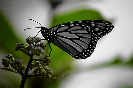 White and Black Monarch Butterfly on Green Plant thumbnail