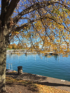 Yellow Leafed Tree Near Body of Water thumbnail