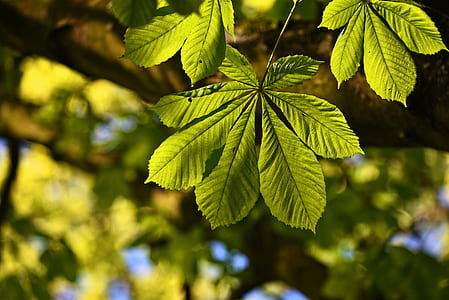 green leaf tree thumbnail