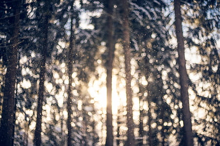 bokeh photography of trees with sun rays thumbnail