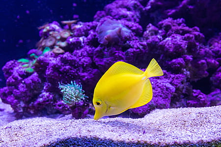 close-up photography of yellow fish thumbnail