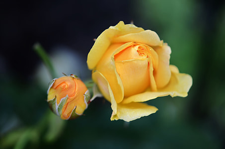 yellow rose and pods thumbnail