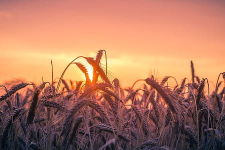 dawn, landscape, nature, sunset thumbnail