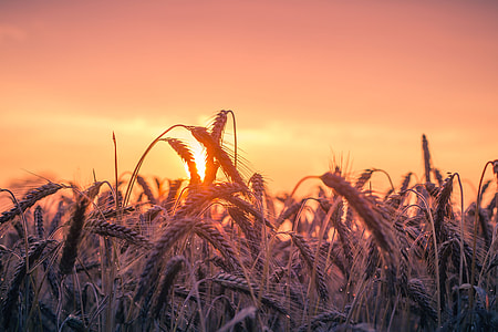 wheat field thumbnail