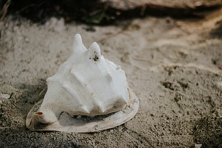 white conch shell on gray sand thumbnail