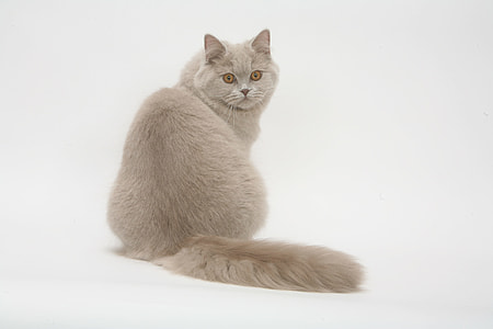 short-coated grey cat thumbnail