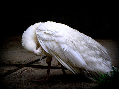 white owl on table thumbnail