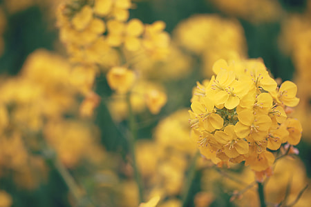 yellow petaled flowers thumbnail