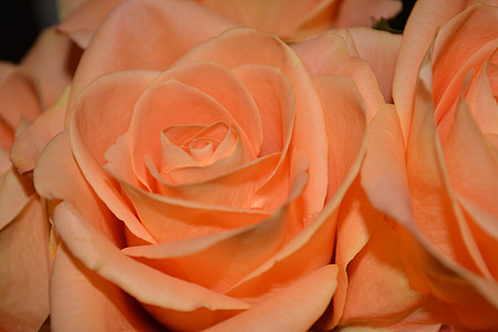 closeup photo of rose flowers thumbnail