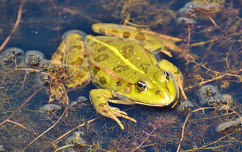 green and brown frog on water thumbnail