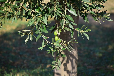 green leafed tree thumbnail