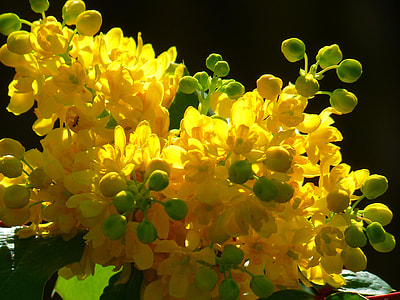 close-up photo of yellow petaled flower thumbnail
