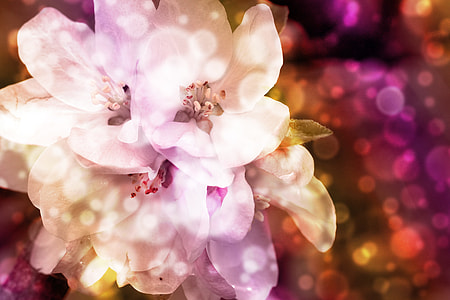 macro photography of white petal flowers thumbnail