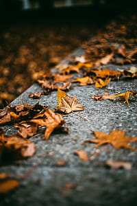 Selective Focus Photography of Maple Leaf on Gray Surface thumbnail