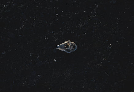 brown horseshoe crab illustration thumbnail
