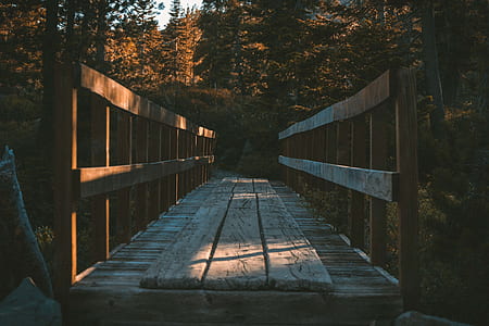brown bridge leading to a forest thumbnail