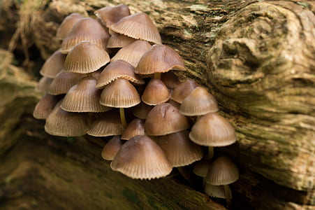 nature, forest, mushrooms, fungi thumbnail