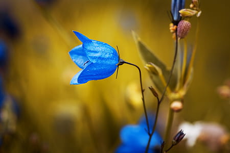 blue campanula flower in selective focus photography thumbnail