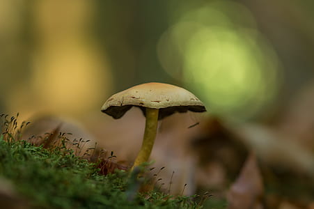 brown mushroom thumbnail