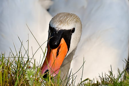 white swan on grass field thumbnail
