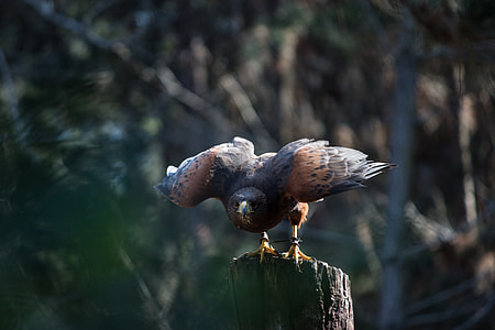 black and brown falcon on tree thumbnail