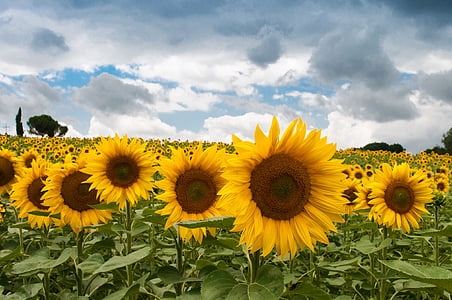 yellow sunflower field thumbnail