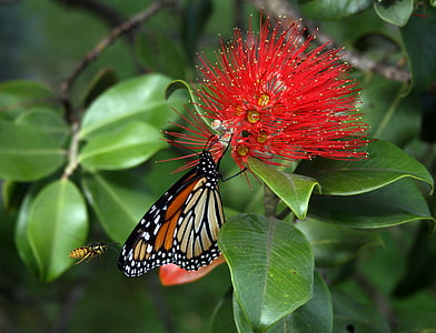 monarch butterfly perched on red flower thumbnail