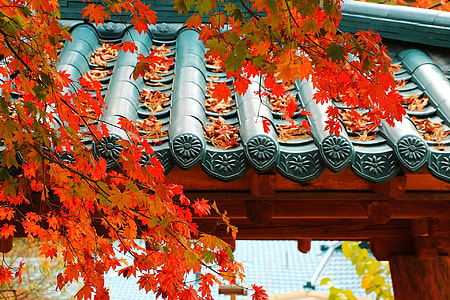 person showing autumn tree leaves thumbnail
