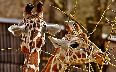 selective focus photography of two brown and white giraffes thumbnail