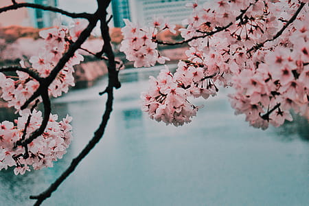 Cherry Blossom Beside Body Of Water thumbnail