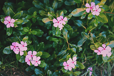 bloomed pink petal flowers thumbnail