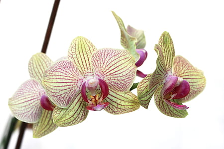 selective focus photography of green-and-purple moth orchid flowers thumbnail