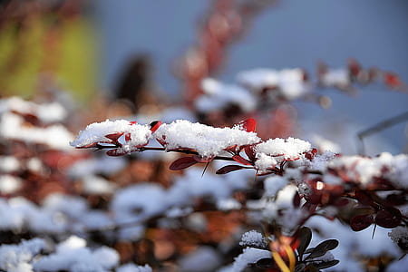white flowering plant thumbnail