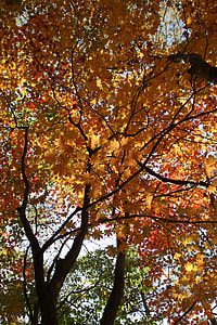 Mt Seoraksan, Fall Foliage thumbnail